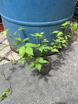 Poison ivy rooted plant, Essential Habitat for Birds and Wildlife - £19.52 GBP