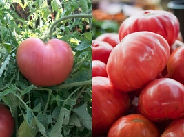 75 Ct Seeds Pink Oxheart Tomato Vegetable Garden Heirloom NON-GMO - £9.58 GBP