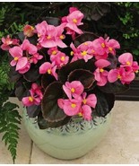 PSA Begonia Seeds 50 Pelleted Seeds Begonia Bada Boom Pink Fast Growing - $248.06 MXN