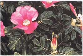 Postcard Wild Rose Digby Neck &amp; The Islands Nova Scotia 4 x 6 - $2.88