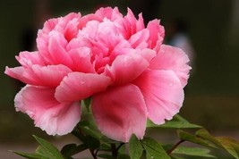 10pc PEONY SEEDS Garden Plant Flower blossom exotic USA seller FREE ship... - $5.65