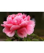 10pc PEONY SEEDS Garden Plant Flower blossom exotic USA seller FREE ship... - $103.97 MXN