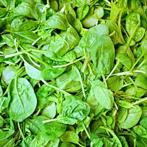 FREE SHIPPING 150 Italian Leaf Basil Seeds | Non-GMO | Heirloom | Fresh Garden S - £10.26 GBP