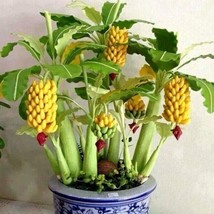 40 Bonsai Banana Seeds Organic Mini Delicious Fruit Dwarf Planter Tree. From Us  - £9.68 GBP