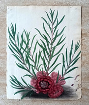Andrews Botanical Print Engraving Flower Protea Humiflora 1805 Colored 02684 - £17.91 GBP