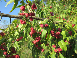 10 Seeds Spindleberry Tree Heirloom Seeds For Quick Garden Magic - £6.61 GBP