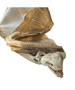 Head-on Whole Cobra Snake Skin Taxidermy with Bone Tail Decoration 6.25x55&quot; - $698.91 MXN