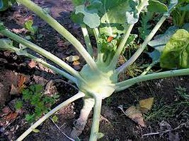 Kohlrabi Seed, Early White Vienna, Heirloom, Organic, Non Gmo, 100 Seeds - £3.94 GBP