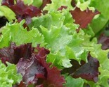 Gourmet Salad Blend Lettuce Seeds 500 Healthy Garden Greens Fast Shipping - $8.99