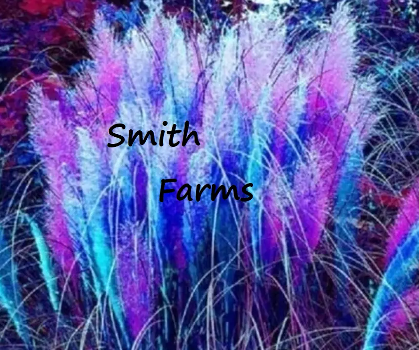 200 Seeds Blue &amp; Pink Pampas Grass Gardening Usa Shippiing - $12.50