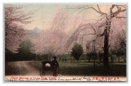 Cherry Blossoms in Uyeno Park Tokyo Japan UDB Postcard N22 - £3.13 GBP