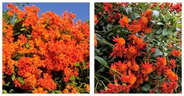 1 plant Mexican Flame Vine Starter Plant - $40.99