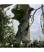 1 Plant Staghorn Fern Platycerium Elephantotis - £43.73 GBP