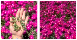 Rose Pink Trailing Ice plant Cuttings 10 Cuttings - £32.10 GBP