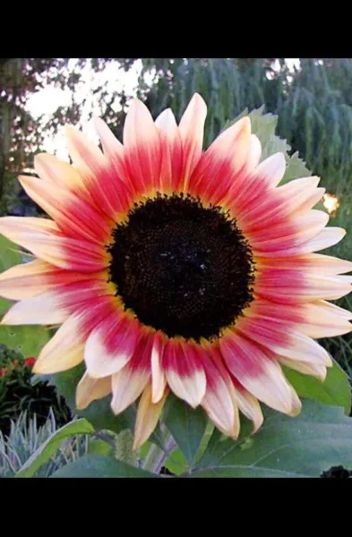 Strawberry Blonde Sunflower Seeds-20 Seeds To Grow-Helianthus Annuus, Pink A Usa - £15.78 GBP