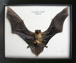 Dracula Bat Real Lesser Asiatic Scotophilus Kuhlii Taxidermy Collectible Display - $119.99
