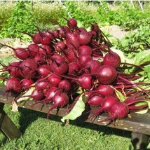 ADW 200 Early Wonder Beet Seeds Fresh Harvest Fast Growing - $13.09