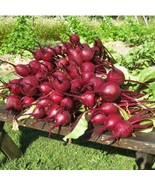 ADW 200 Early Wonder Beet Seeds Fresh Harvest Fast Growing - $17.95 CAD
