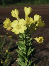 100 Common Evening Primrose Seeds Garden USA SELLER - £6.09 GBP