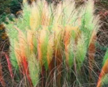 1500PCS Pampas Grass Seeds - Light Yellow Green Red Colors - $38.93