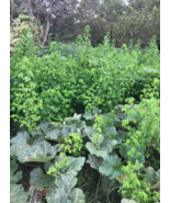 LD 30 Semillas De Chipilin  30 Fresh Organic Chipilin Seeds Fast Shipping - $10.60