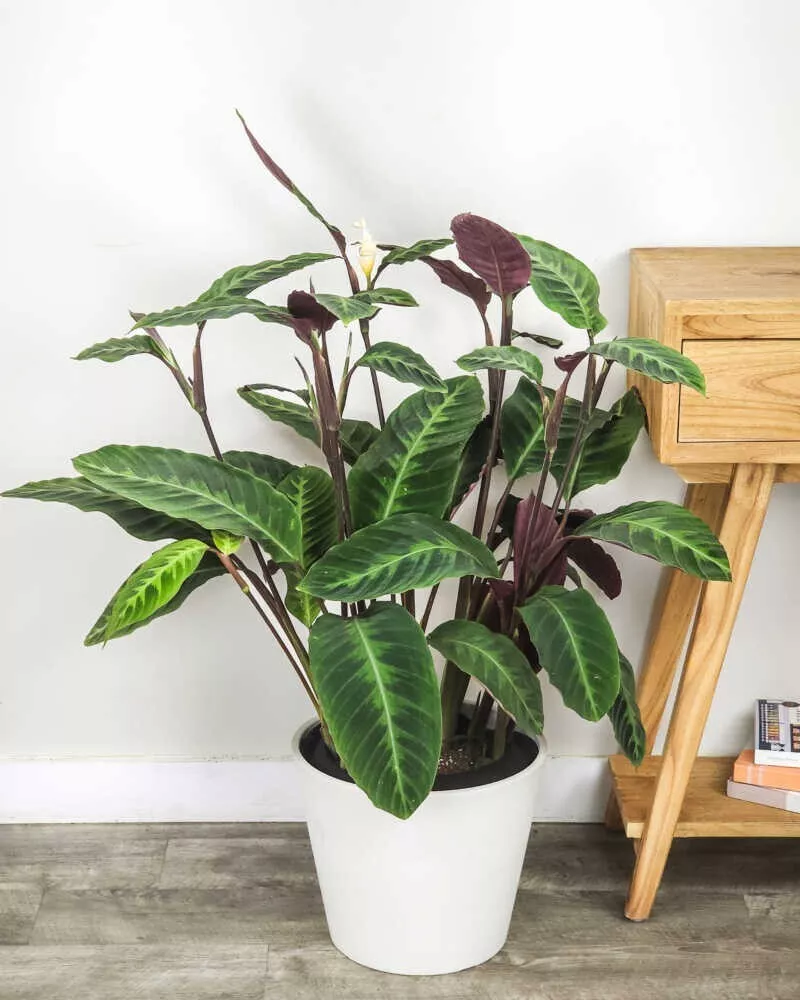 Jungle Velvet Calathea 25+ Seeds for Garden Planting - £9.20 GBP