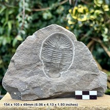 Ogyginus cordensis Fossil Trilobite Impression – Ordovician – Llanvirn S... - $43.03