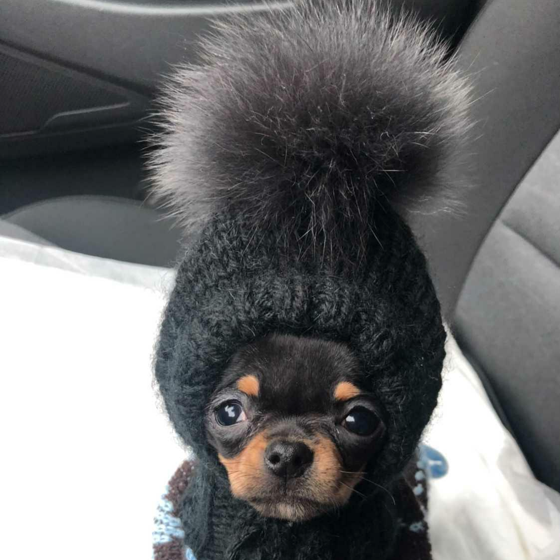 Cute dog hat for chihuahua or other small dogs with large pompom and extra space
