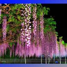 100% Ture Heirloom Pink Wisteria Flower Seeds Professional Pack 100 Seeds / Pack - £15.09 GBP