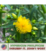  Shrubby St. John&#39;s Wort Seeds,  300 Seeds - £8.88 GBP