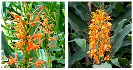 3 Ginger - Aurantiacum (Fragrant) Flower - Garden Plant - $72.99
