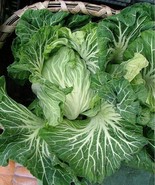 Portuguese Kale Seeds 100 - 5000 Couve Tronchuda most tender Caldo Verde... - $2.11+