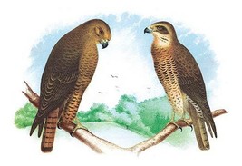 Hen Hawk and Swainson&#39;s Hawk by Theodore Jasper - Art Print - £17.25 GBP+