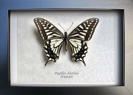 Hawaiian Swallowtail Papilio Xuthus Butterfly Entomology Collectible Sha... - £35.45 GBP