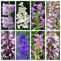 250 Native Mix Beardtongue Penstemon Grandiflorus Strictus Cobaea Flower... - $9.90