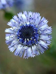 20 Organic Blue Globe Daisy Flower Seeds