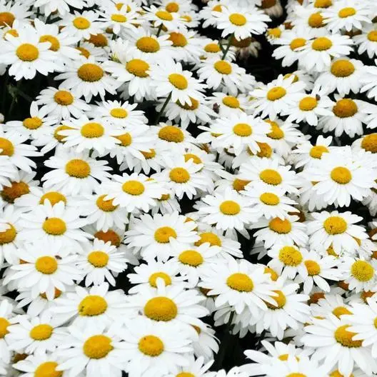 SHASTA DAISY Chrysanthemum 500 Seeds Heirloom Flower Meadow Non-GMO  - £7.07 GBP