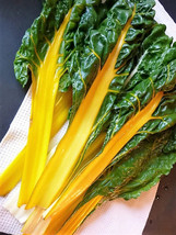 USA Yellow Canary Swiss Chard Beta Vulgaris Perpetual Spinach Vegetable 40 Seeds - £8.78 GBP
