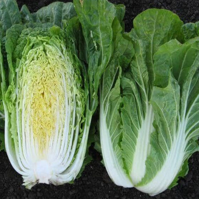 KKG Mini Kisaku Hybrid Barrel Head Type Brassica Rapa Pekinensis US Seller - $110.07