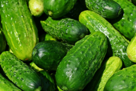 20 Pc Seeds Cucumber Plant, Cucumber Vegetable Seeds for Planting | RK - £14.13 GBP