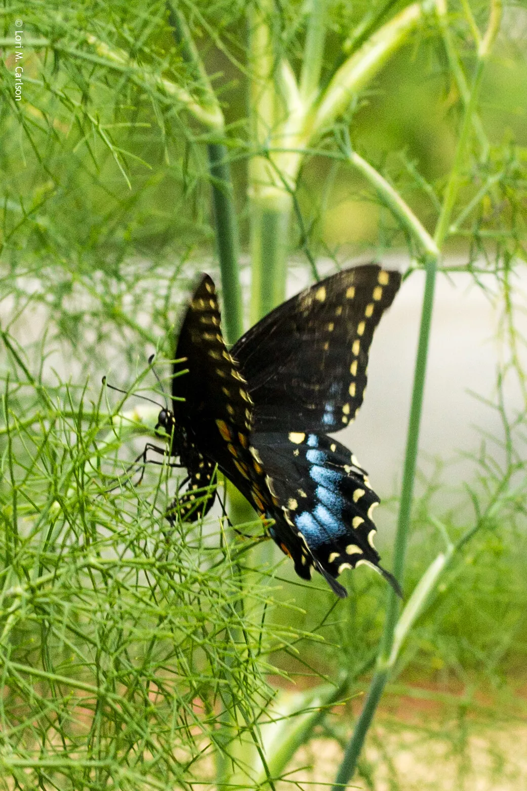 Fennel Herb Seeds – 200 Non-GMO Perennial Seeds | Swallowtail Butterfly ... - $8.00