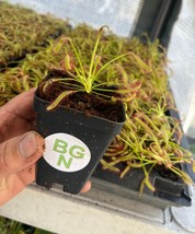 Drosera capensis - Cape Sundew - Live Carnivorous Plant - $16.80