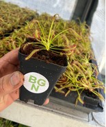 Drosera capensis - Cape Sundew - Live Carnivorous Plant - $23.55 CAD