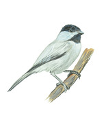 Nature Wildlife Hunting Fishing Sticker Decal - Chickadee - $6.95+