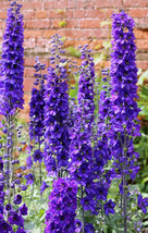 New Fresh Seeds 50 Black Knight Delphinium Elatum Cultorum Pacific Giant Larkspu - £11.83 GBP