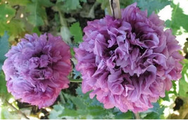 Lima Ja New Lilac Double Peony Poppy Flower 200 Seeds Will Germinate!! 6 - £4.81 GBP