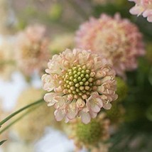 Scabiosa Fata Morgana Scabiosa Atropurpurea 20 Flower Seeds Beautiful Garden Fre - £8.32 GBP