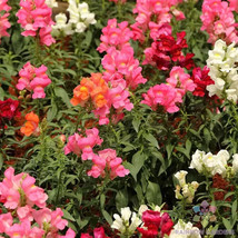 1000 Magic Carpet Mix Snapdragon Seeds New Fast Shipping - $10.96