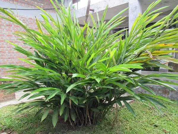 Elettaria Cardamomum Green Or True Cardamom 25 Seeds Garden - £20.48 GBP