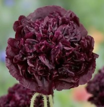 PS Peony Double Purple/Black Flower Seeds Nongmo Fast Grow - $166.68 MXN